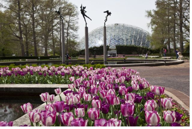 Exterior of Missouri Botanical Garden with purple tulips in the foreground