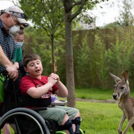 Parents pushing a child in a wheelchair, looking at a kangaroo in a zoo