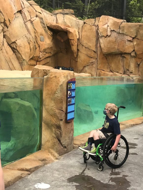 A young visitor looking at a zoo exhibit from a wheelchair