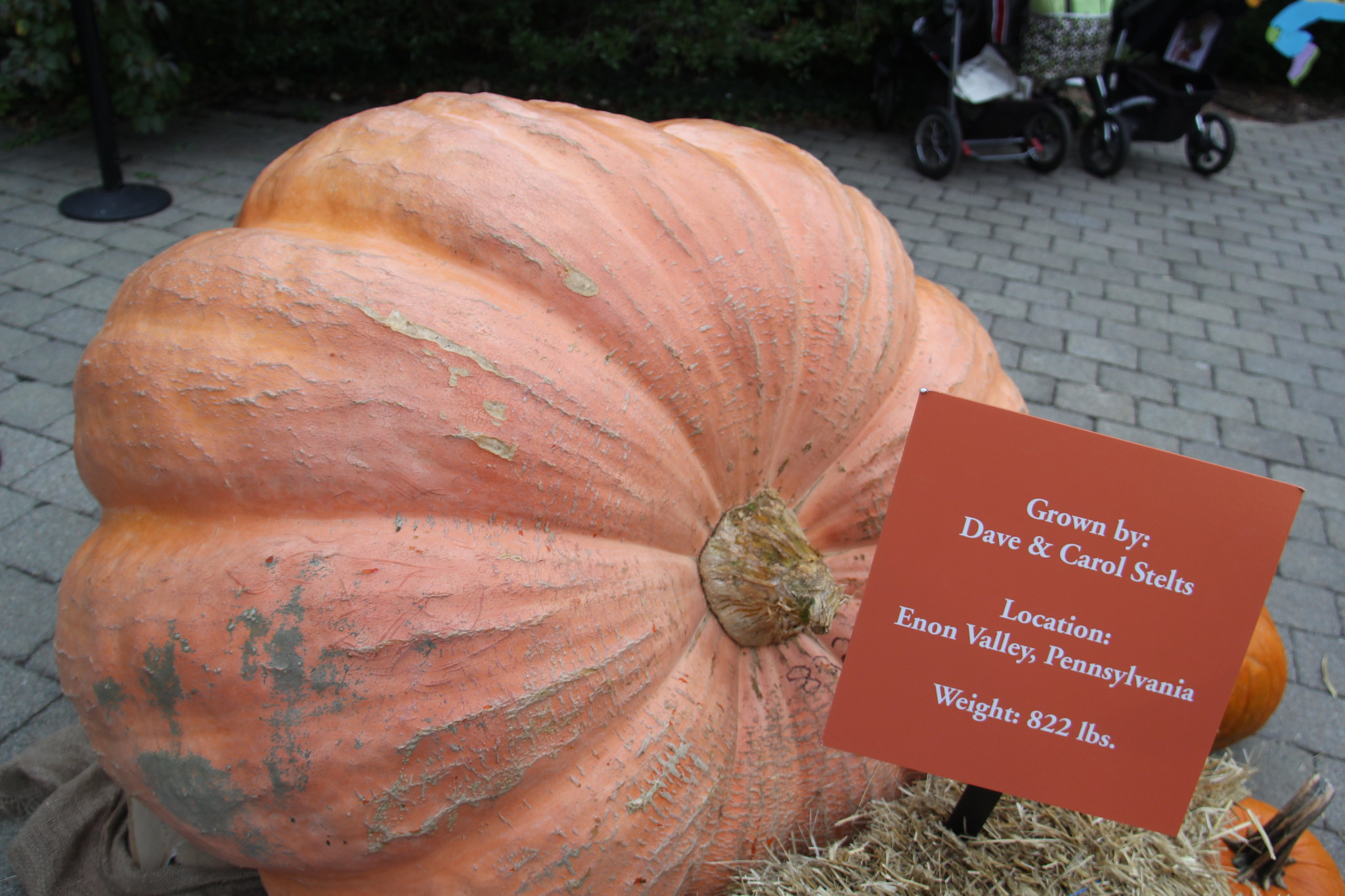 A giant pumpkin displayed with a card identifying it as 822 pounds