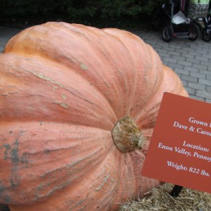 A giant pumpkin displayed with a card identifying it as 822 pounds