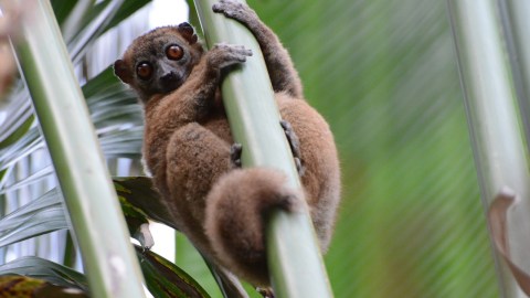 A lemur posed on a branch