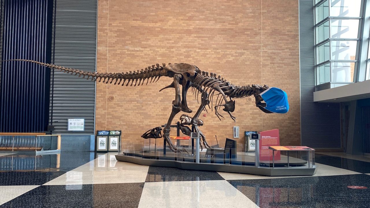 Tyrannosaurus rex Science Museum of Minnesota