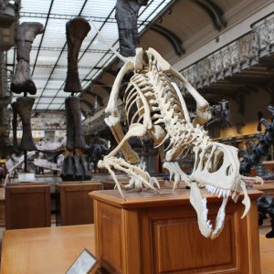 A dinosaur exhibit inside a museum
