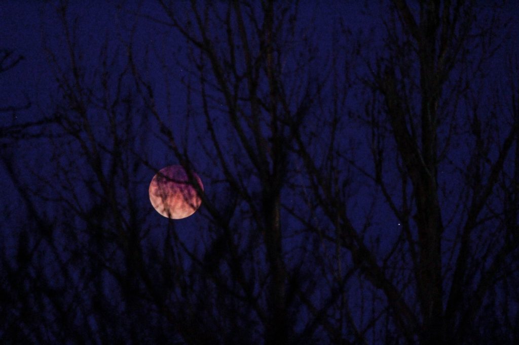 A moon visible behind bare trees