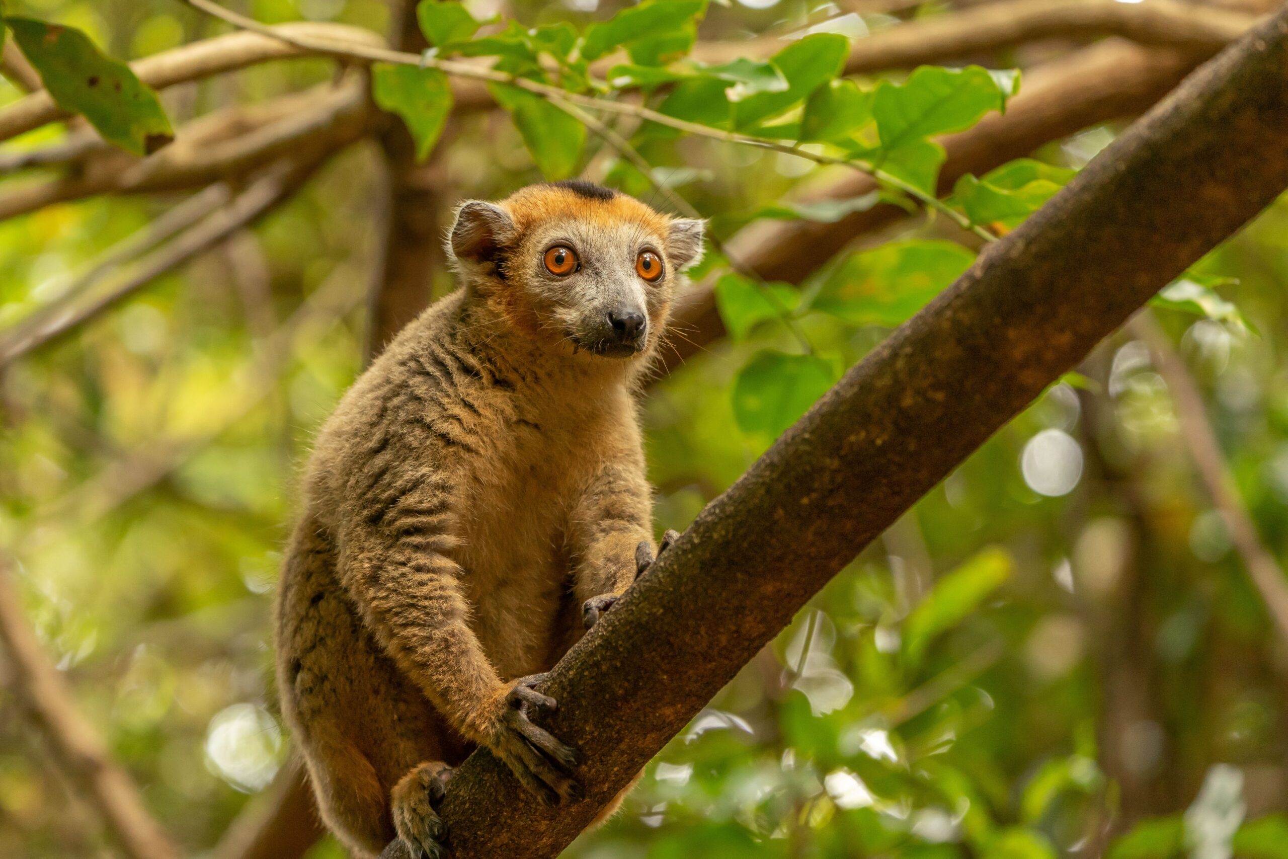 A lemur posed in a tree