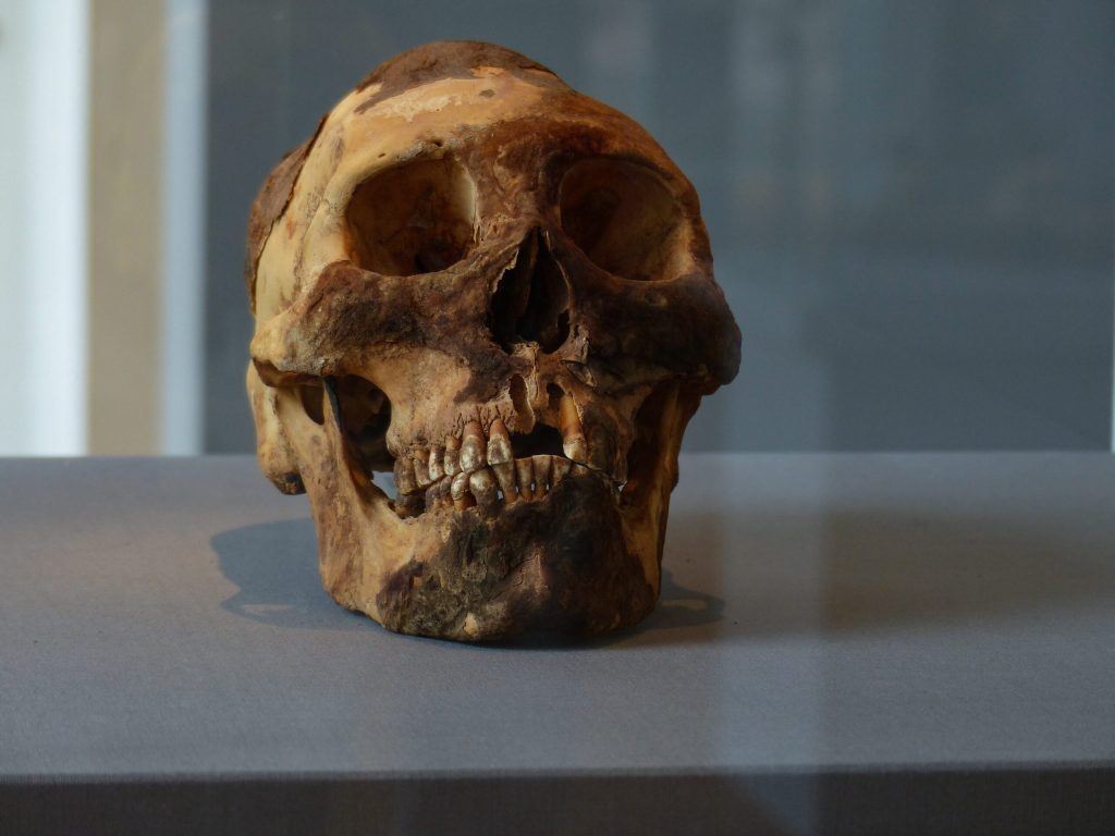 A historical skull on display