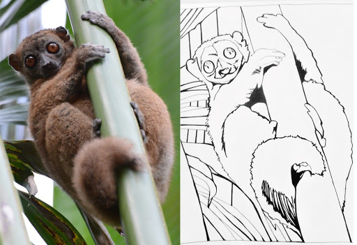 A photograph of an image side-by-side with a line drawing coloring sheet based on the photo