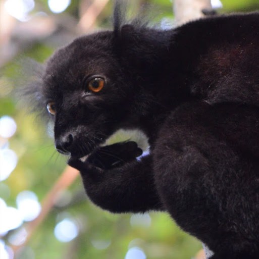 A black lemur up close