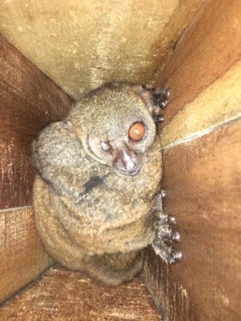 A one-eyed lemur photographed inside a wooden box