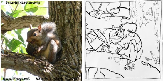 Photograph of a squirrel side-by-side with a coloring sheet based on it