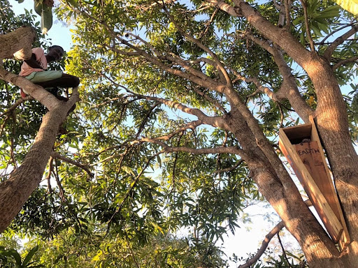 A staff member perched high in a tree installing a wooden box