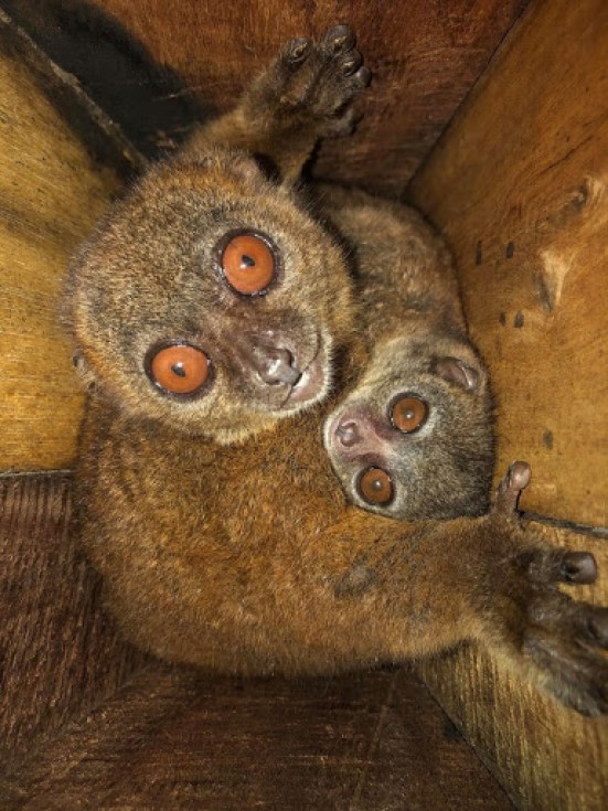 An adult and baby lemur embracing
