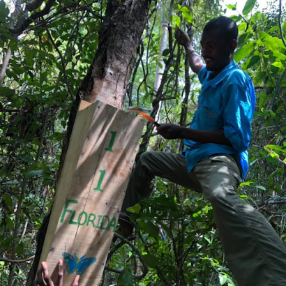 A person perched in a tree installing a wooden box that reads "1 / 1 / Florida" with a drawing of a butterfly on it