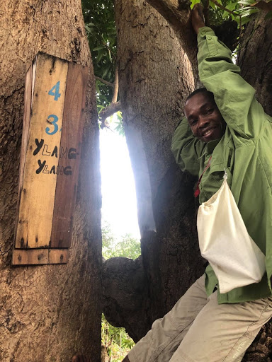 A staff member posing in a tree with a wooden box reading "Ylang Ylang"