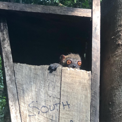 A lemur peeking out of a wooden box that reads "south"
