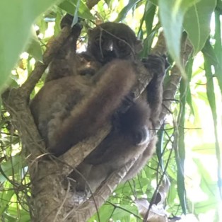 Lemurs in a tree