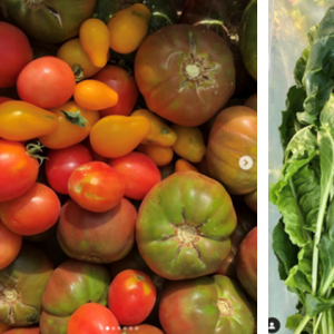 A grid of images with the title "Feeding Families" showing fresh vegetables being grown and transported to food banks