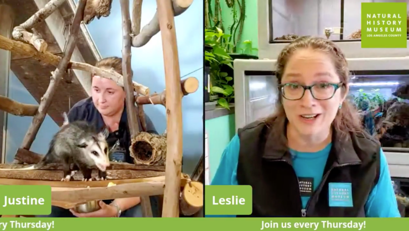 A split screen of two presenters, one of whom is standing with a live possum