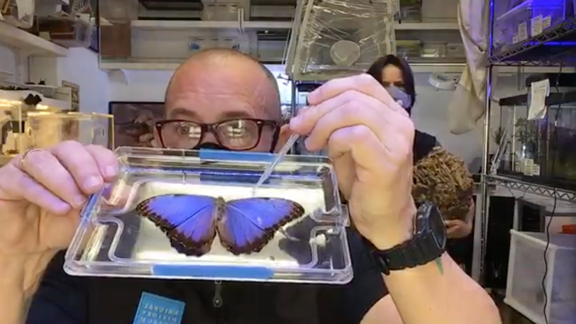 A presenter holding up a preserved butterfly