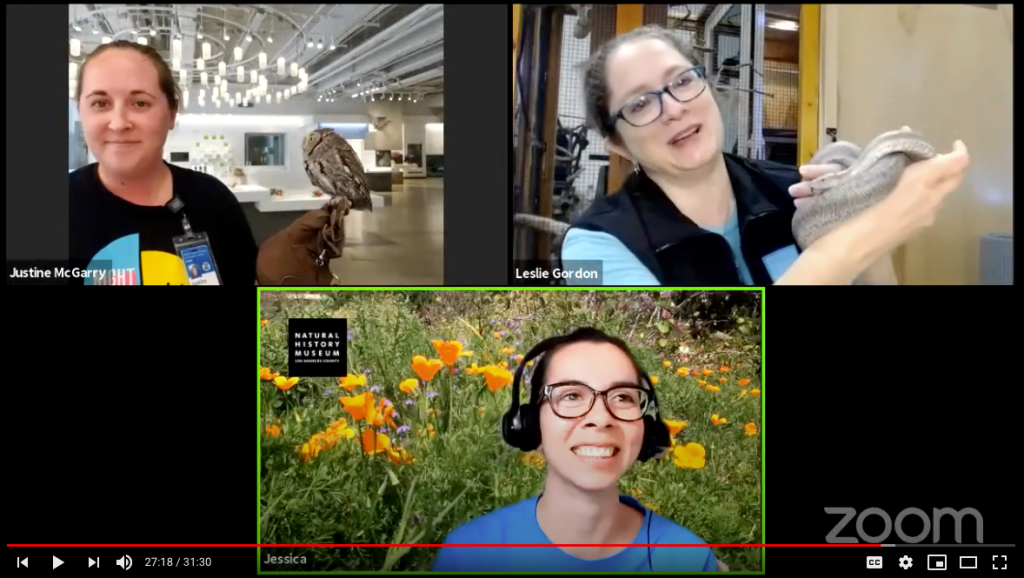 Three presenters on a Zoom screen, one holding an owl and another a snake