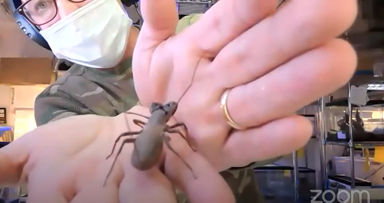 A masked presenter holding a spider up to a camera