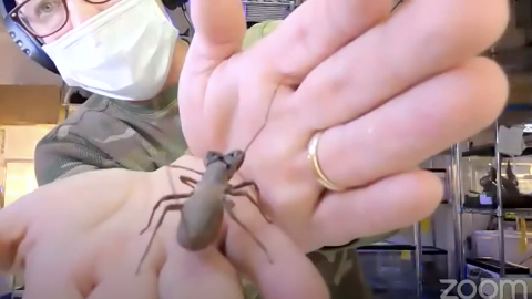 A masked presenter holding a spider up to a camera