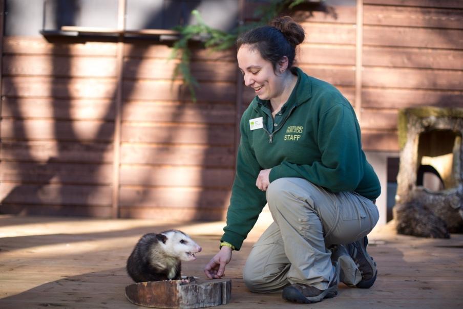 A zoo staff person kneeling down to play with an animal in the zoo