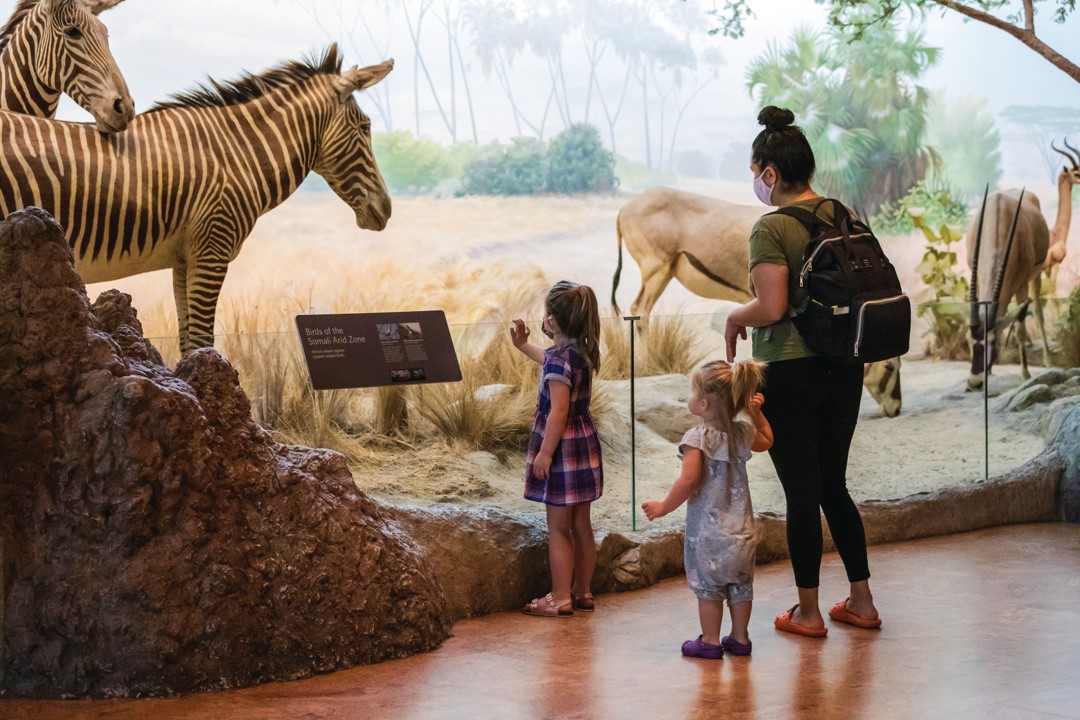 A family with two small children stand in front of a diorama display wit a zebra and other animals.