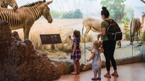 A family with two small children stand in front of a diorama display wit a zebra and other animals.