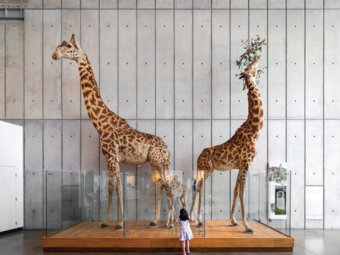 A little girl looks at a display with two taxidermy giraffes.