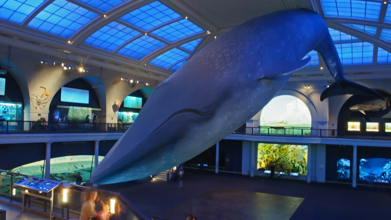 The inside of AMNH, with a large blue whale model hovering over everything