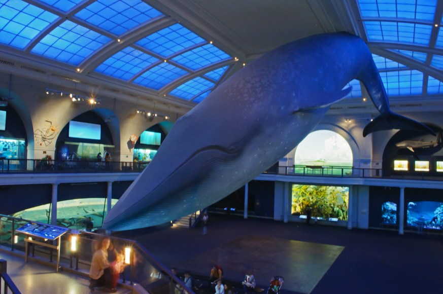 The inside of AMNH, with a large blue whale model hovering over everything