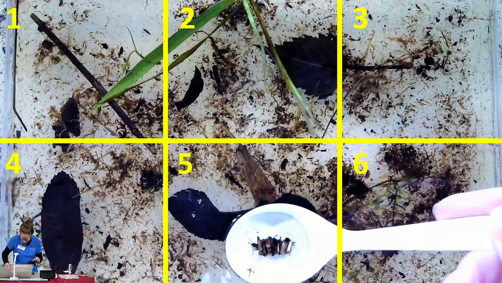 A screenshot of an educator hovering a spoon inside a box filled with botanical samples, with a grid numbered one through six overlaid on top