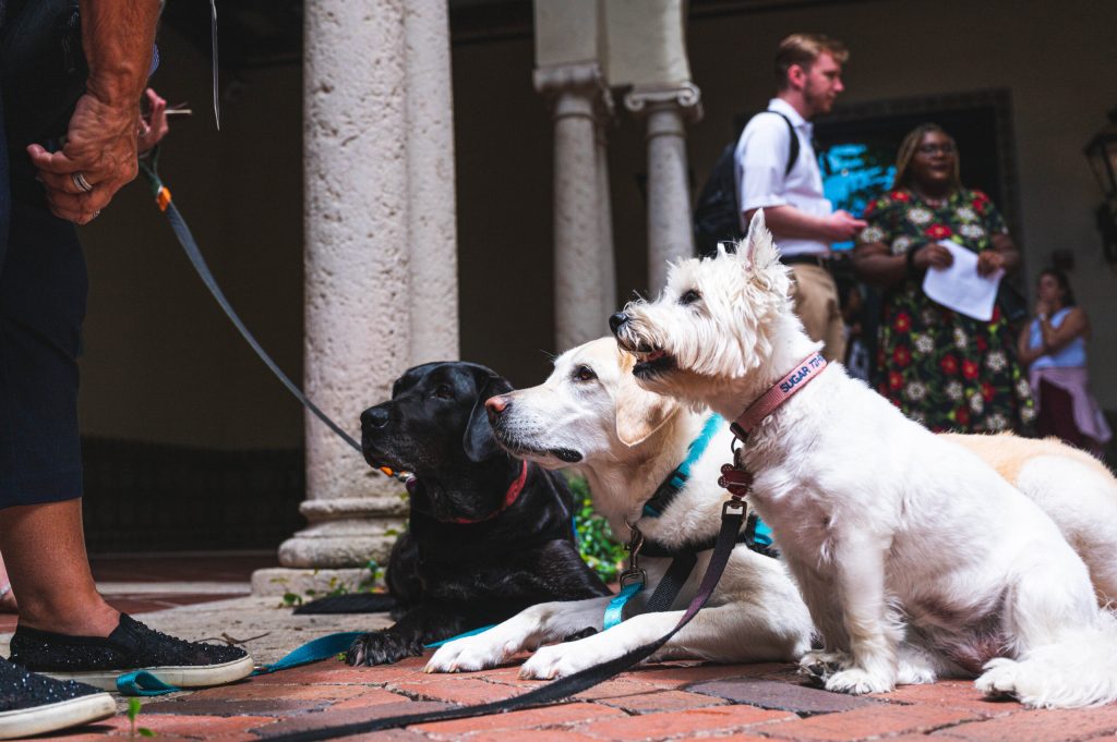 A group of three dogs on leashes in a courtyard space with columns