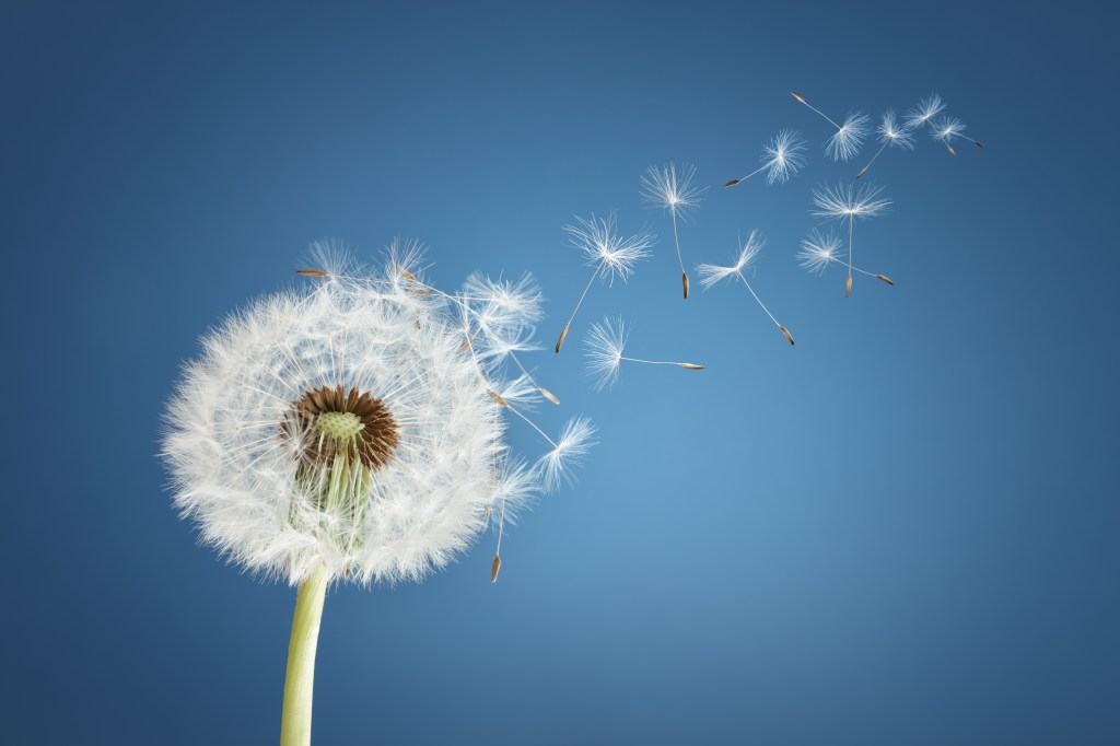 A dandelion with seeds floating away from the bulb