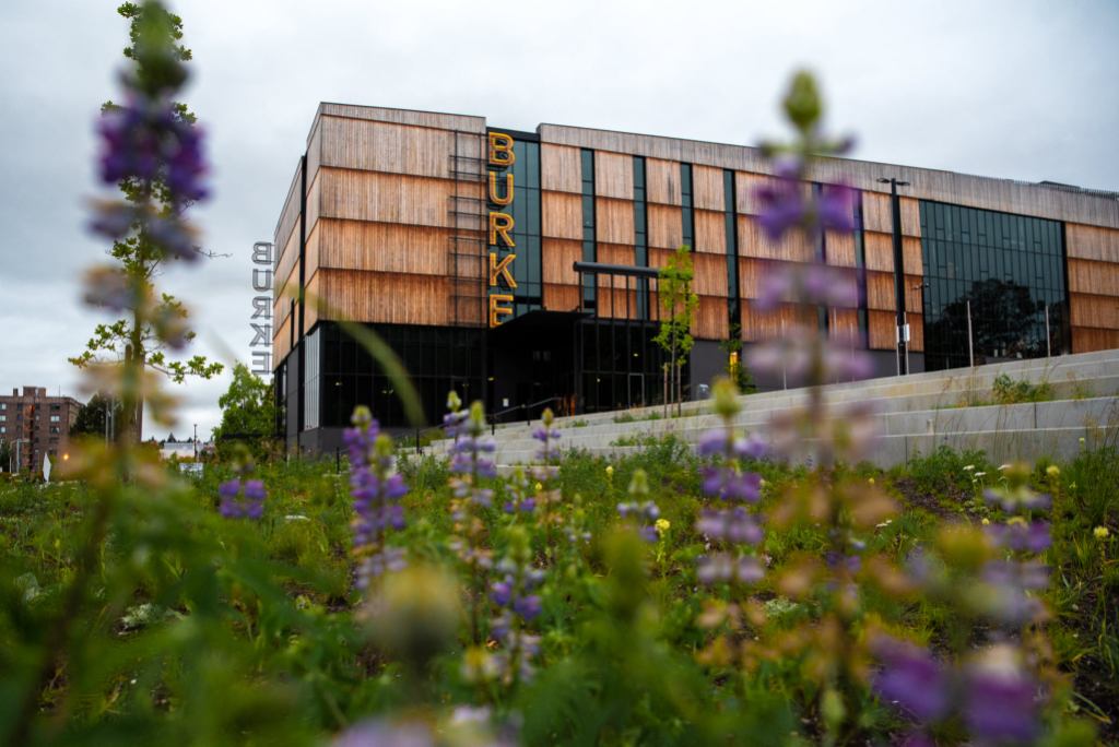 The Burke Museum building with a field of purple plants in the foreground