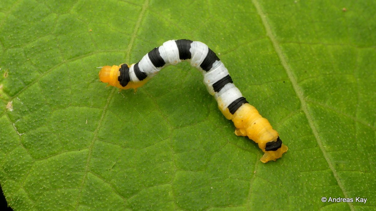 A close-up photo of an inchworm crawling on a leaf