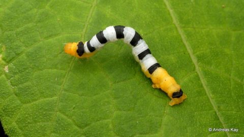 A close-up photo of an inchworm crawling on a leaf