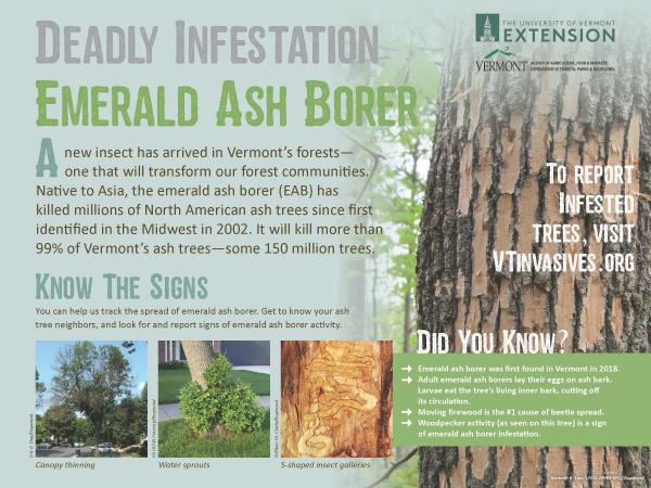A graphic raising awareness of an infestation of emerald ash borer with facts on the insect and a link to report infested trees