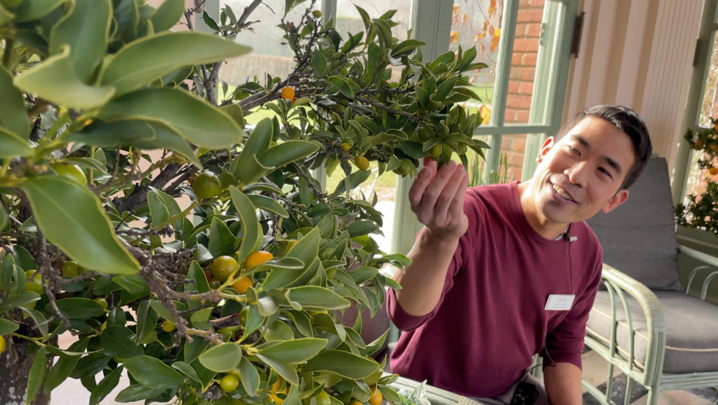 A staffperson handling a kumquat tree