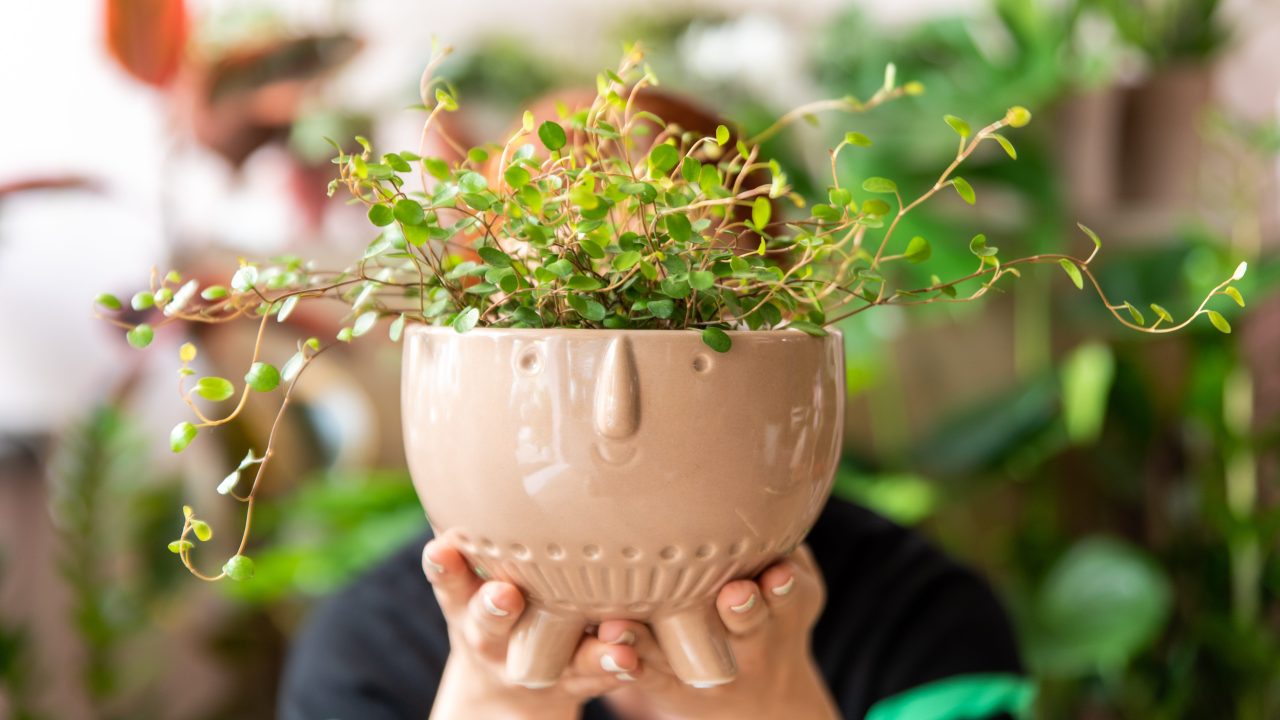 A person holding up a plant in a pot with a face sculpted on it
