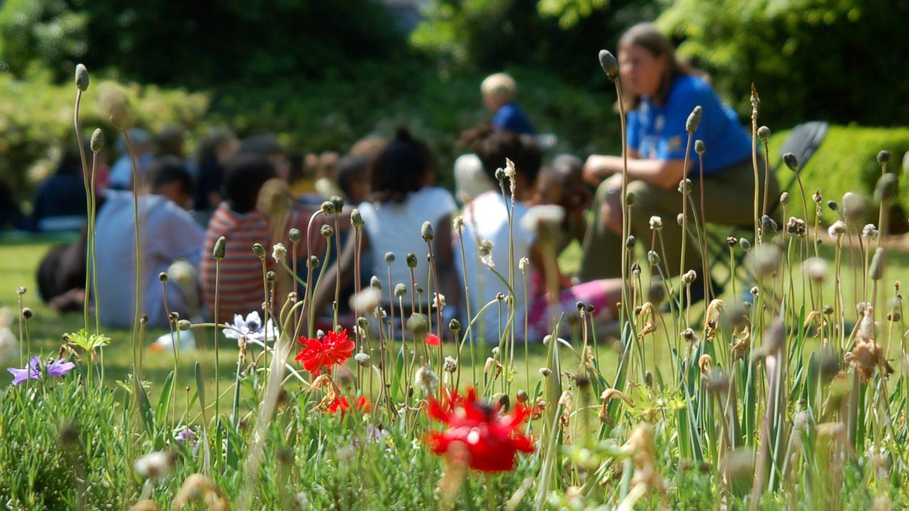A close up of budding wildflowers with a group of children participating in a circle time with an adult out of focus in the background