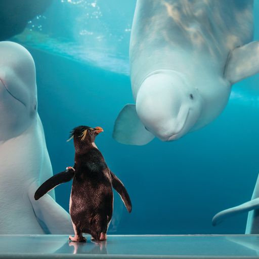 An emperor penguin stands looking into an aquarium tank with two beluga whales staring back at it.