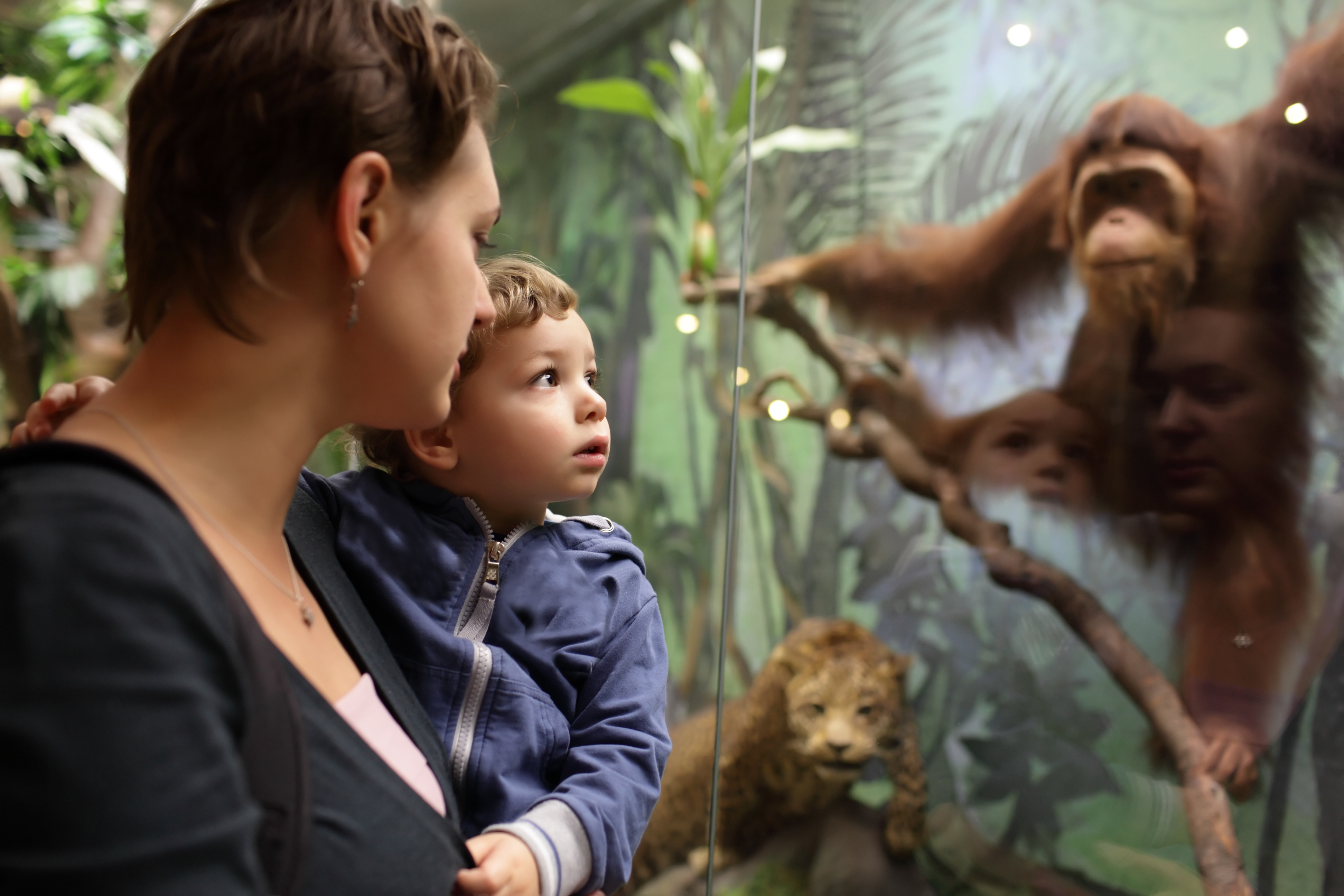 adult and child look at orangutan display