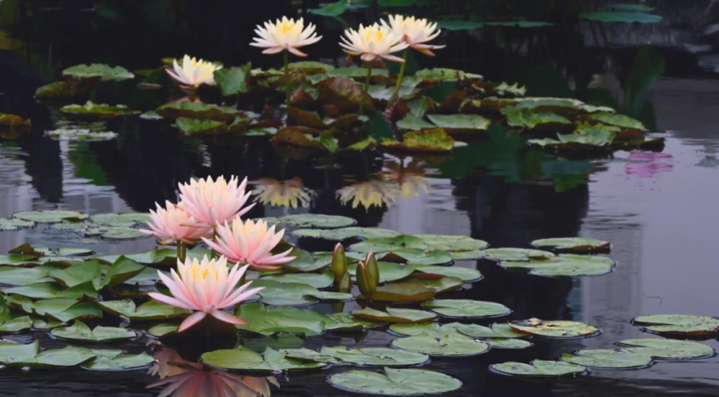 Water lilies floating on a pond.