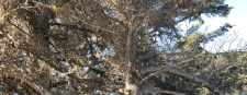 An uprooted tree