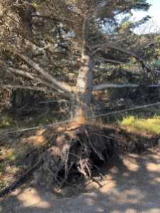 An uprooted tree