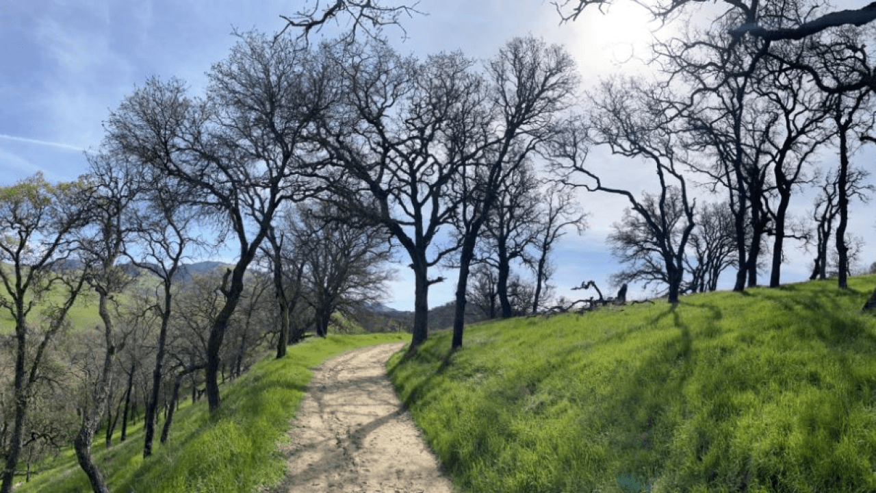 A paved path on a grassy hill with trees surrounding and the sun peaking through the branches.