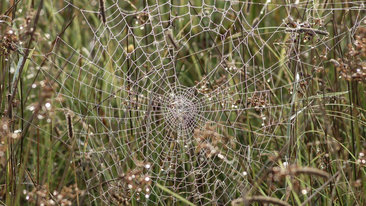 A spiderweb